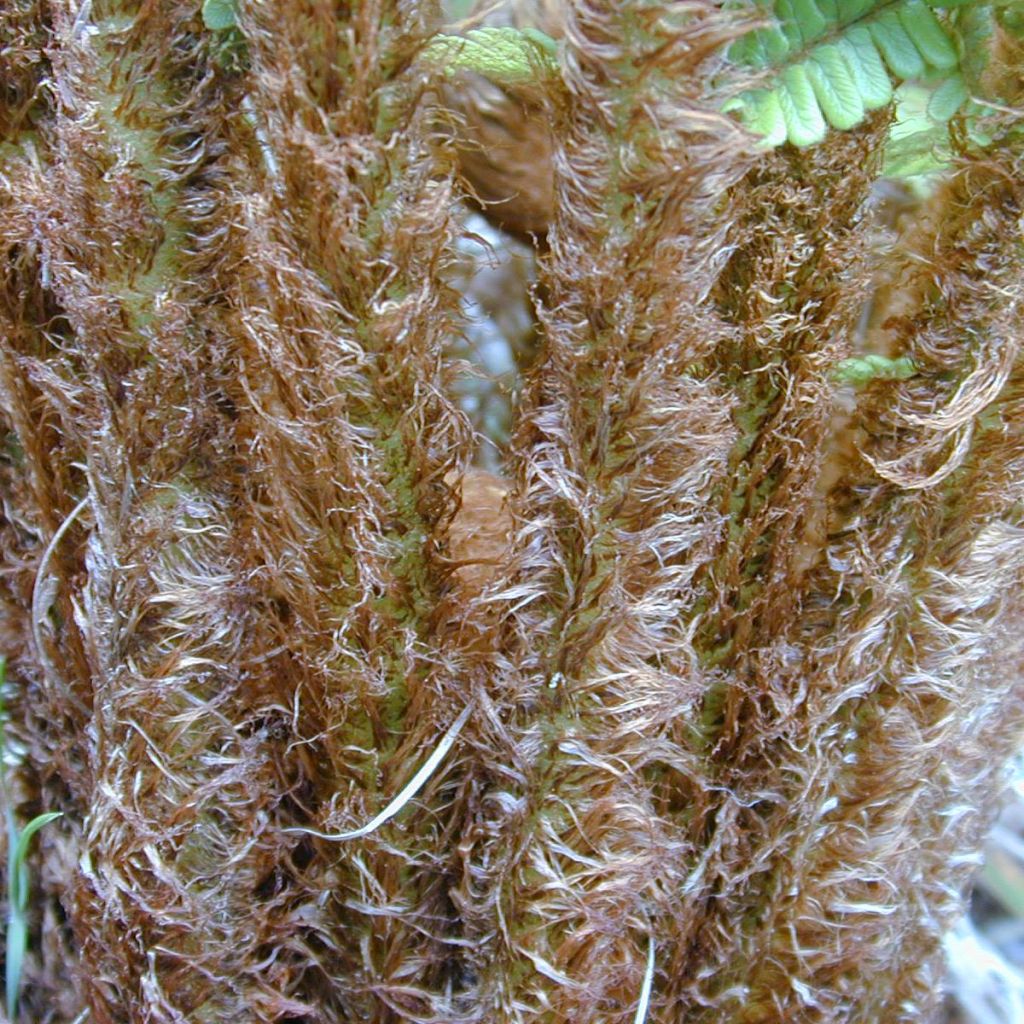 Dryopteris wallichiana - Wood Fern