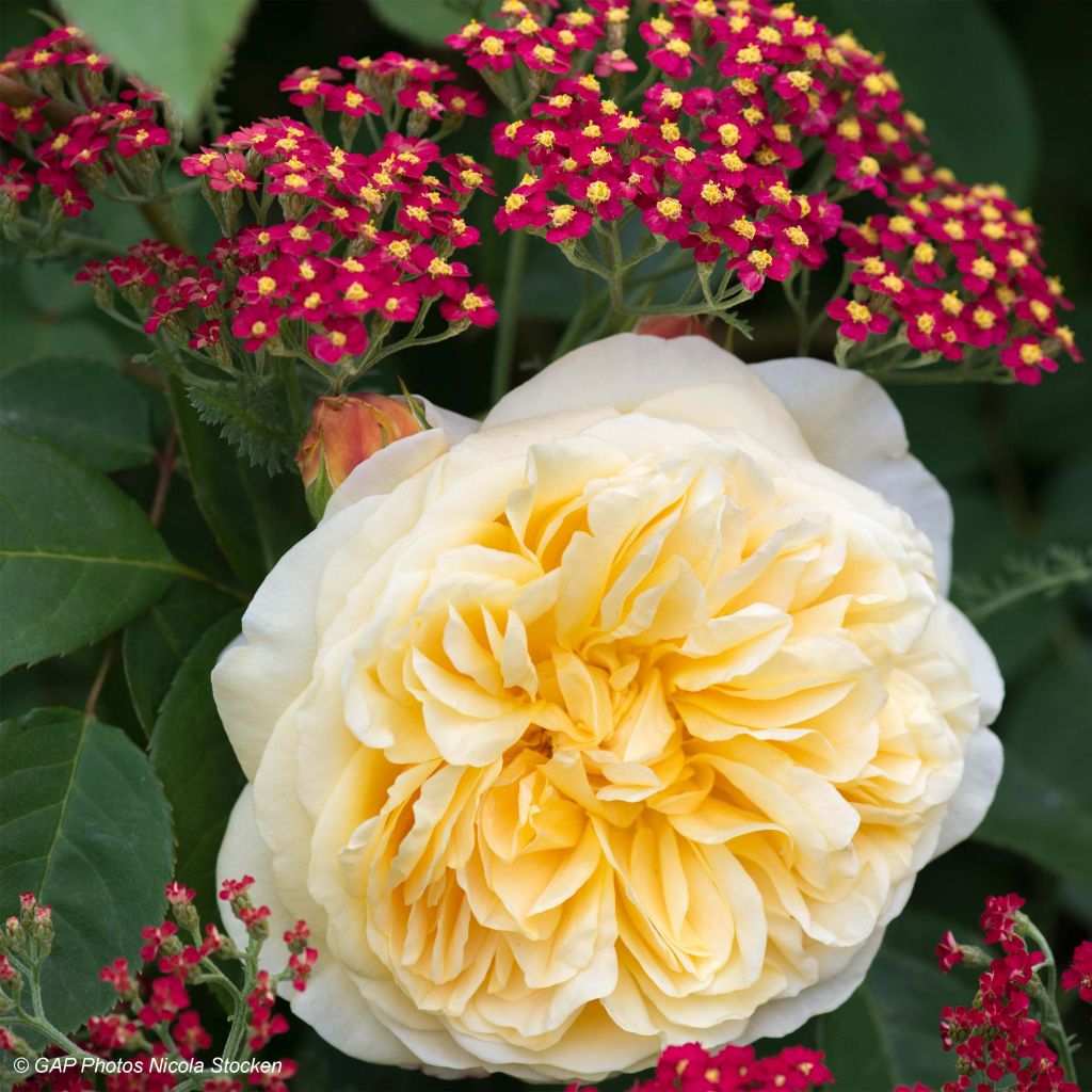 Country Duo - Duo of Roses and Yarrows