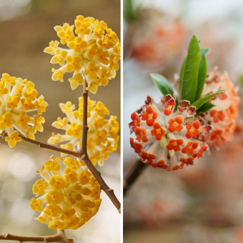Duo of Edgeworthias - Edgeworthia chrysantha and its variety Red Dragon