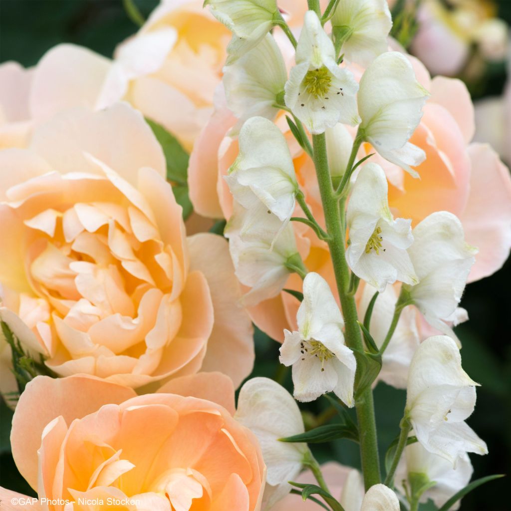 Freshness Duo - Duo of Roses and Aconites