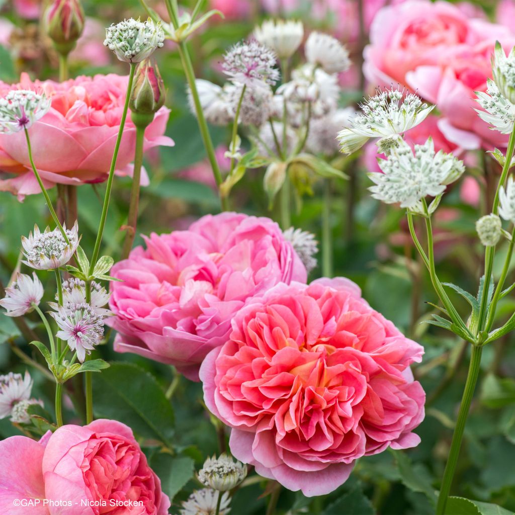 Romantic Duo - Duo of Roses and Astrantia