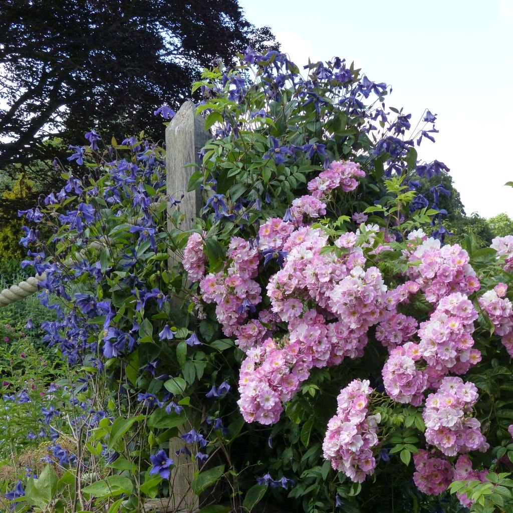 Hedge Duo - Duo of Roses and Clematis