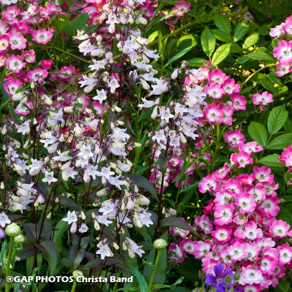 Nature duo - Duo of Roses and Penstemons