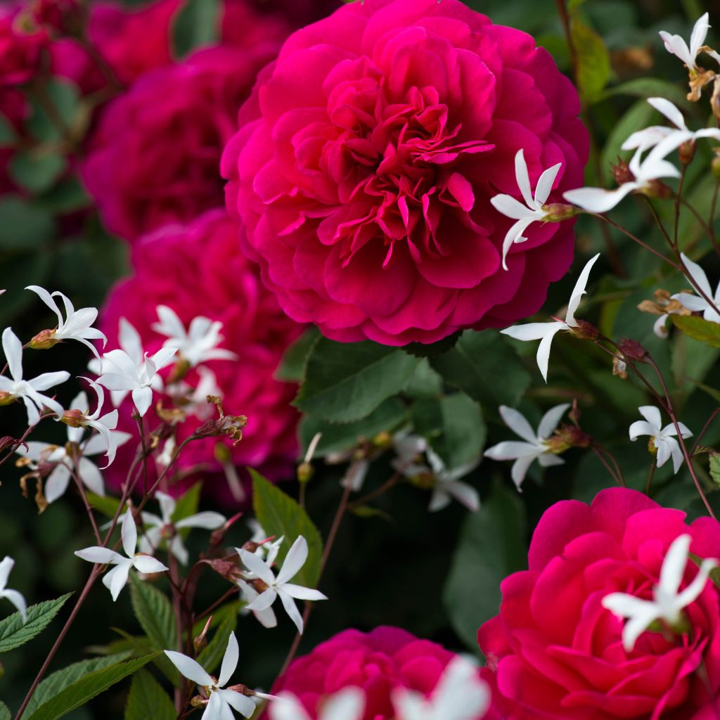 Lightness Duo - Duo of Roses and Gillenia