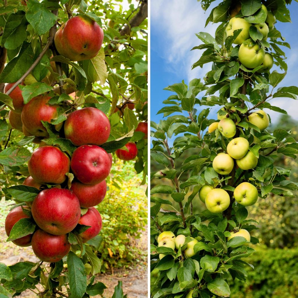 Pair of columnar apple tree pollinators