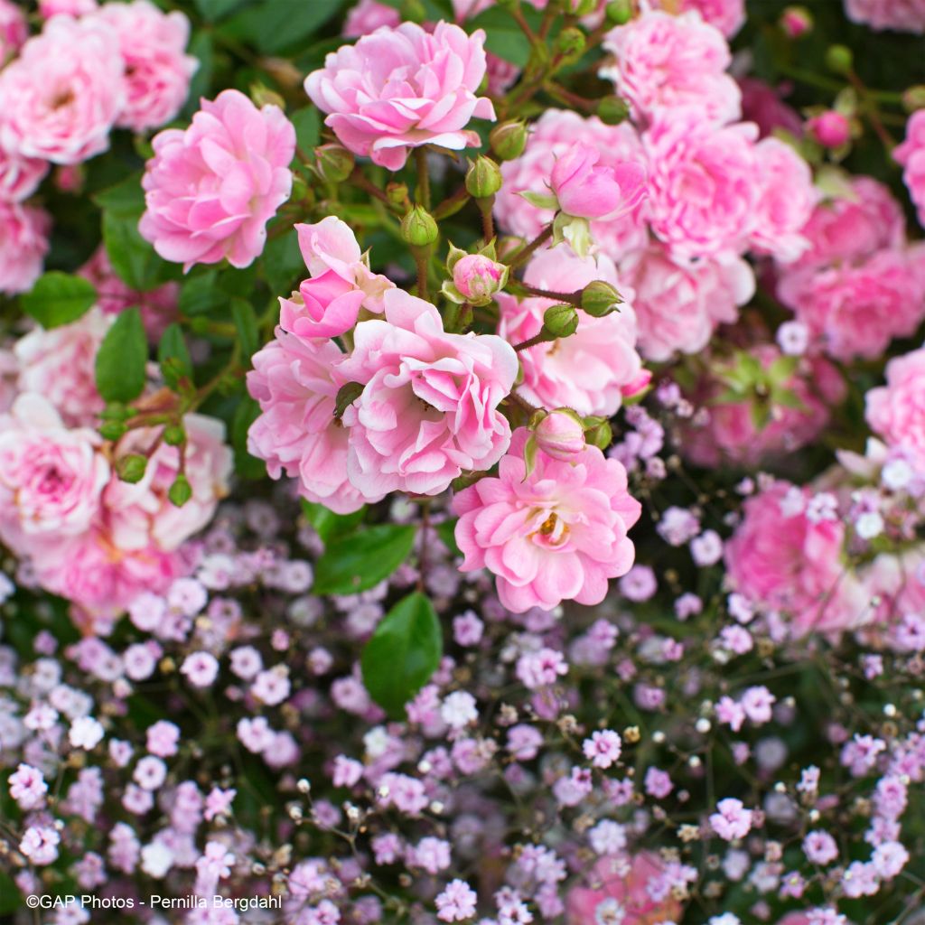 Tenderness Collection - Duo of Pink Roses and Gypsophila