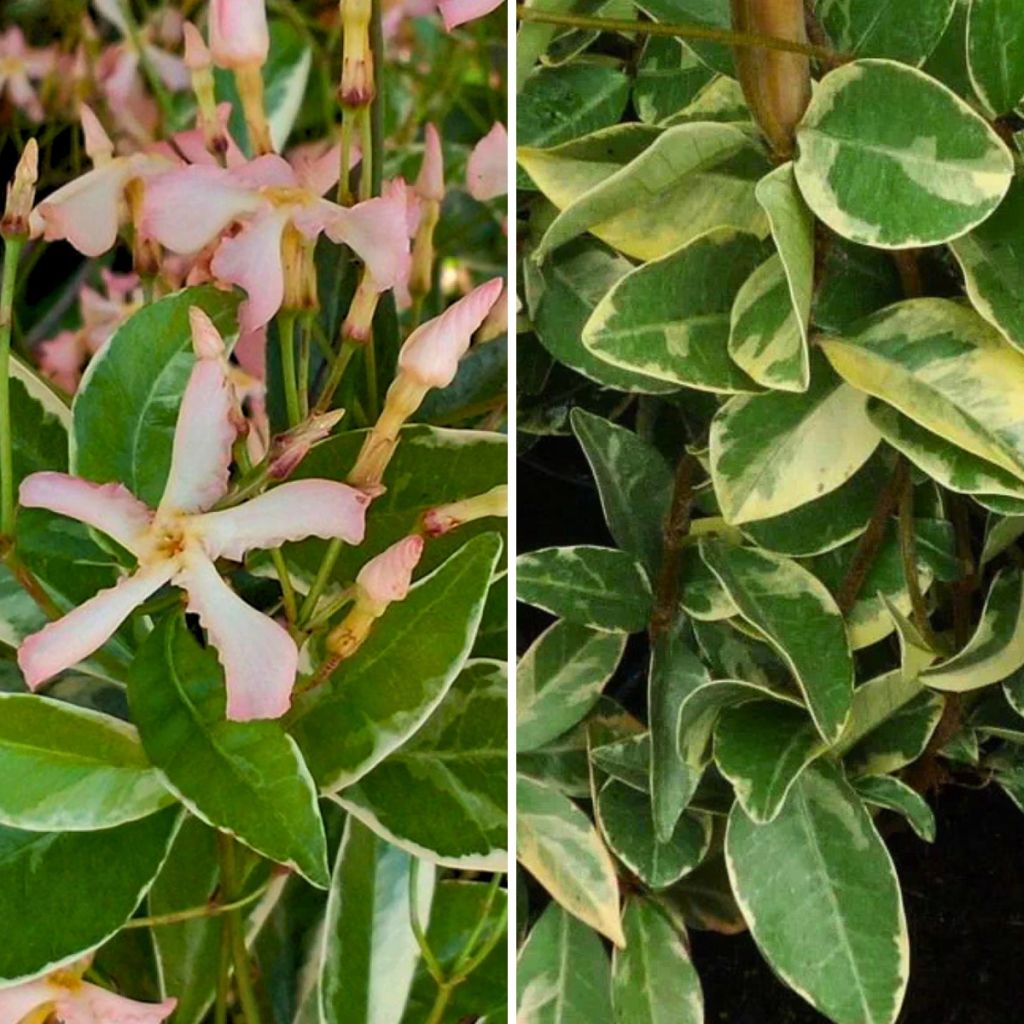 Collection of scented star jasmines - Trachelospermum jasminoides and Trachelospermum asiaticum Pink Showers and Winter Ruby