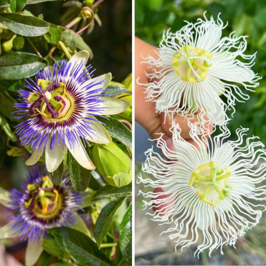 Duo of Passiflora