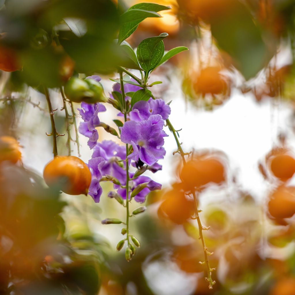 Duranta repens