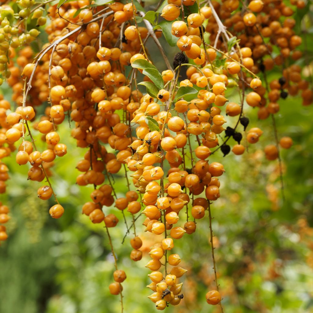 Duranta repens