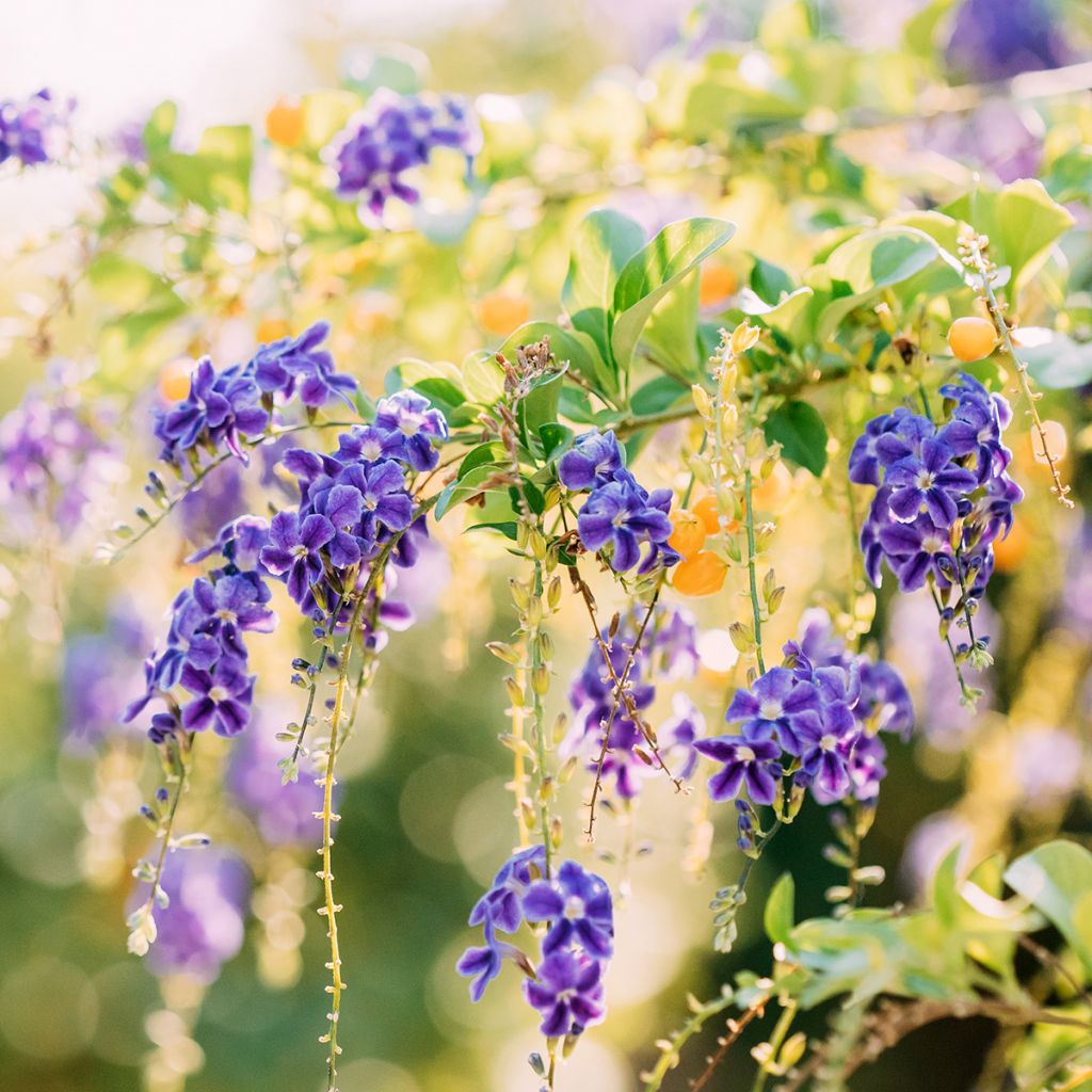 Duranta repens