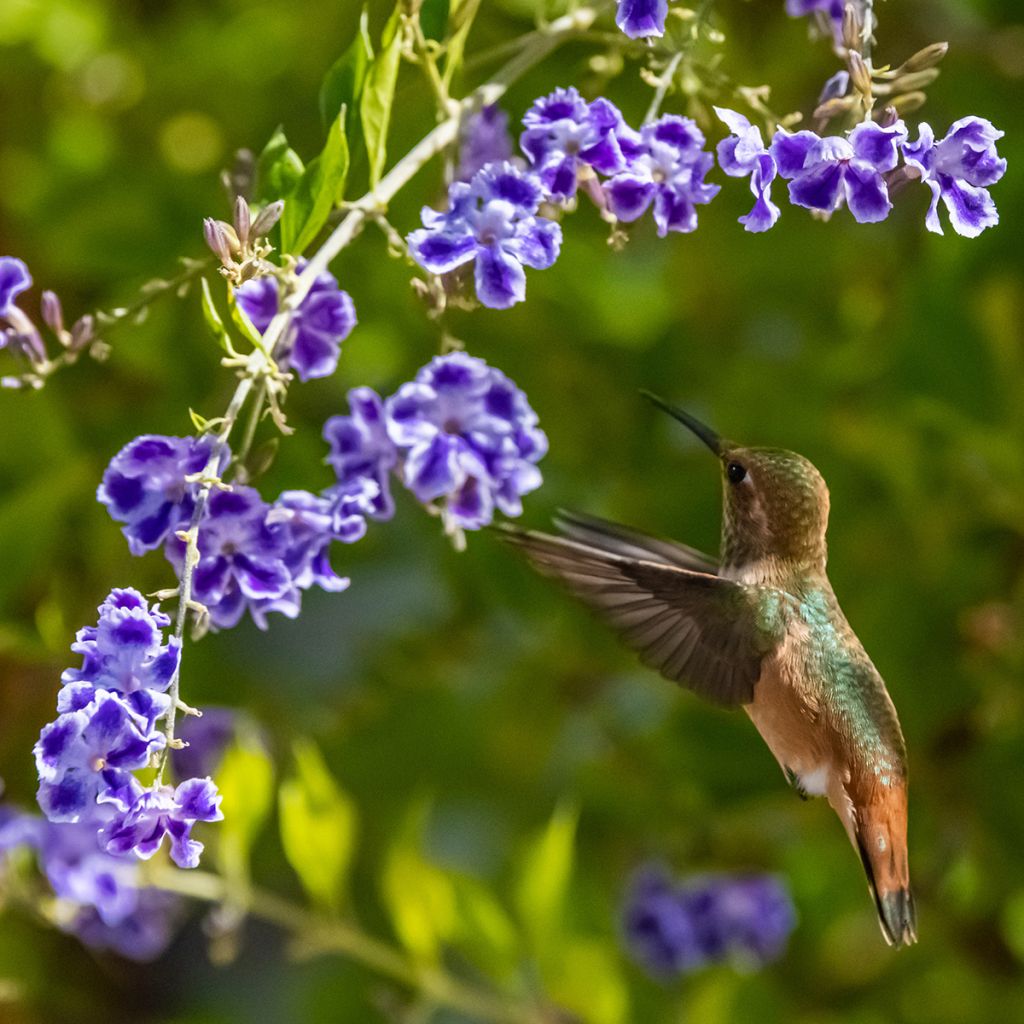 Duranta repens