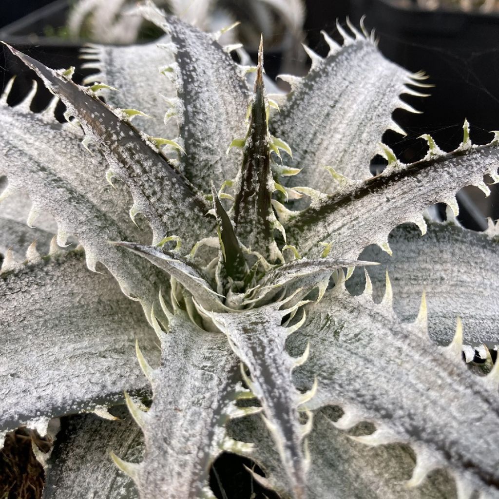 Dyckia Grand Marnier - Broméliacée