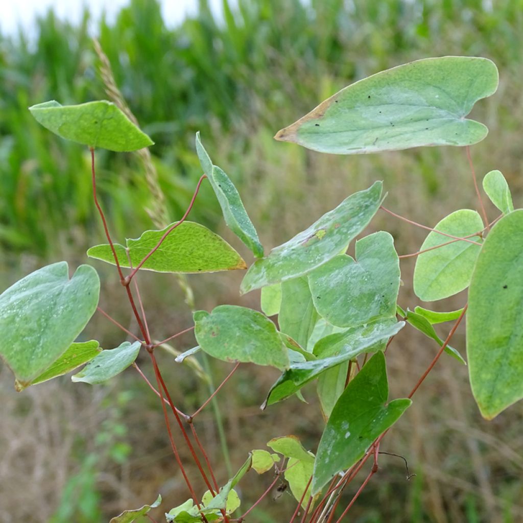 Epimedium acuminatum - Barrenwort