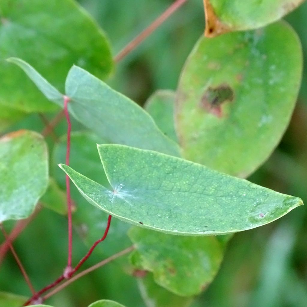 Epimedium acuminatum - Barrenwort