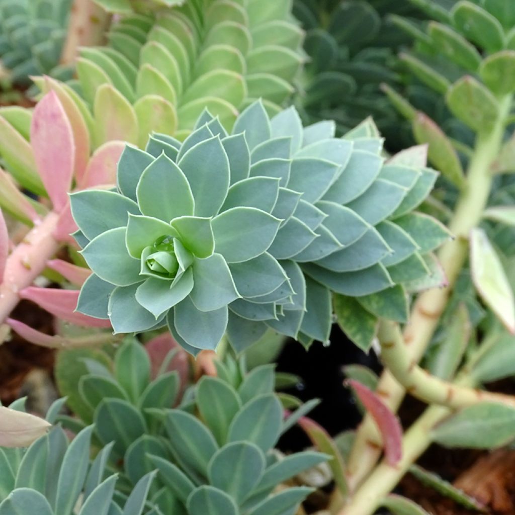 Euphorbia myrsinites - Spurge