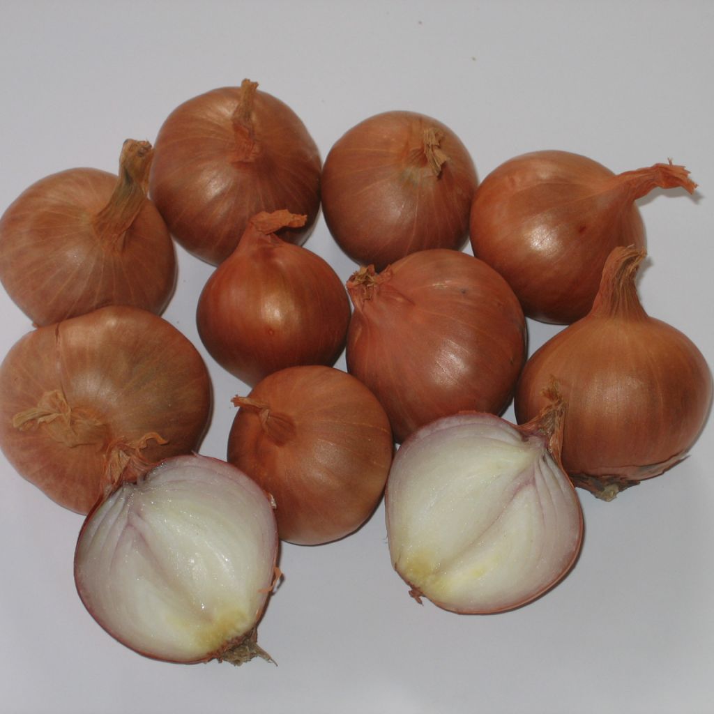 Shallot - Allium cepa var. aggregatum Red Sun