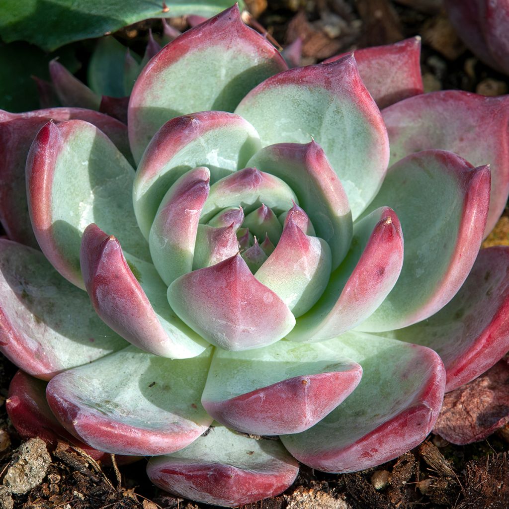 Echeveria  'Nina'