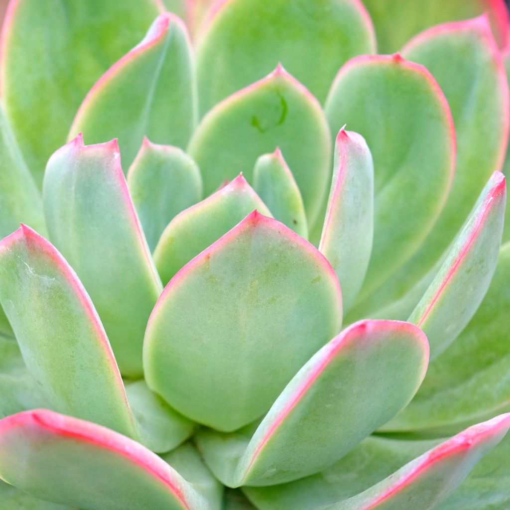 Echeveria runyonii 'Pink Edge'
