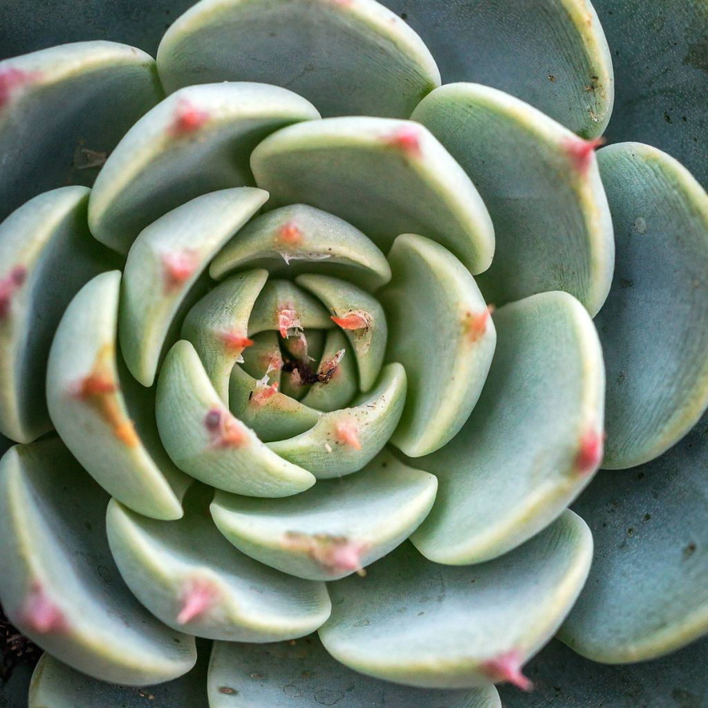 Echeveria  'Shira'