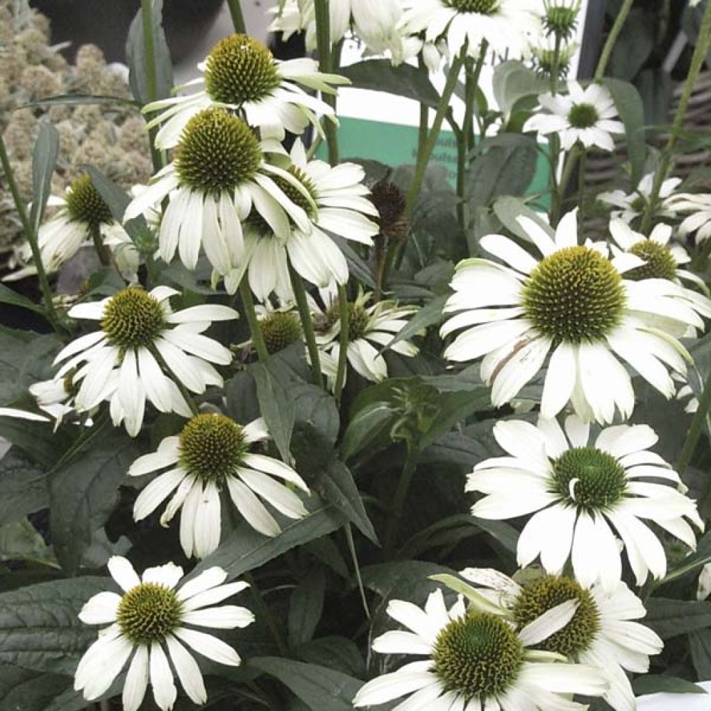 Echinacea purpurea Avalanche - Purple Coneflower