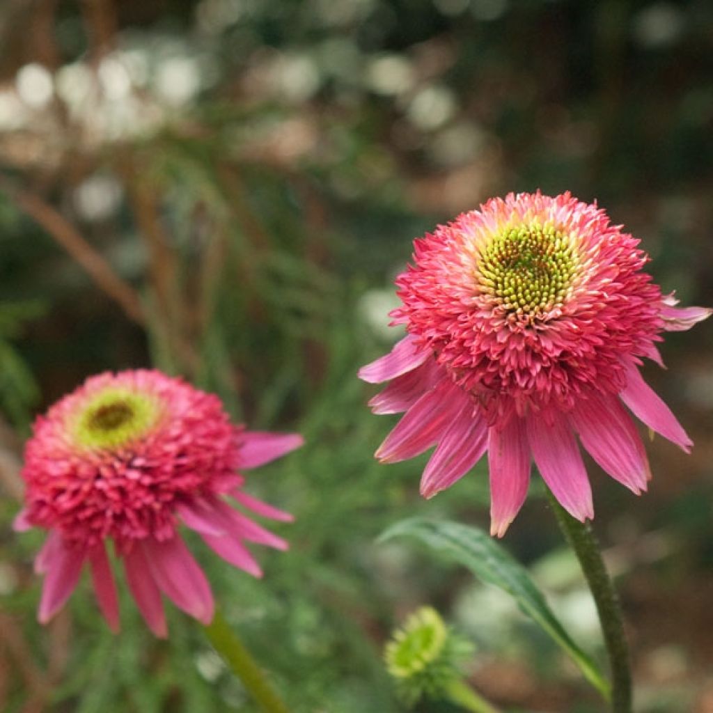 Echinacea purpurea Catharina - Purple Coneflower