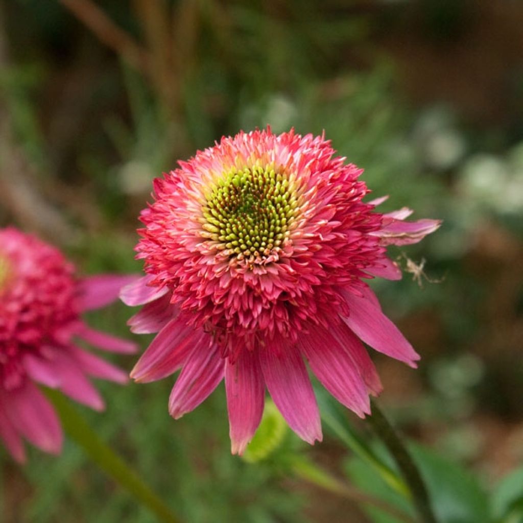 Echinacea purpurea Catharina - Purple Coneflower