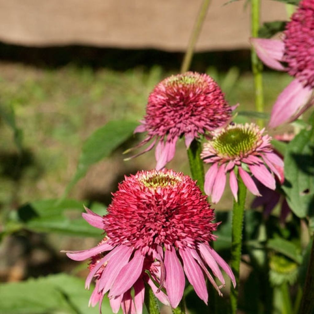 Echinacea purpurea Catharina - Purple Coneflower
