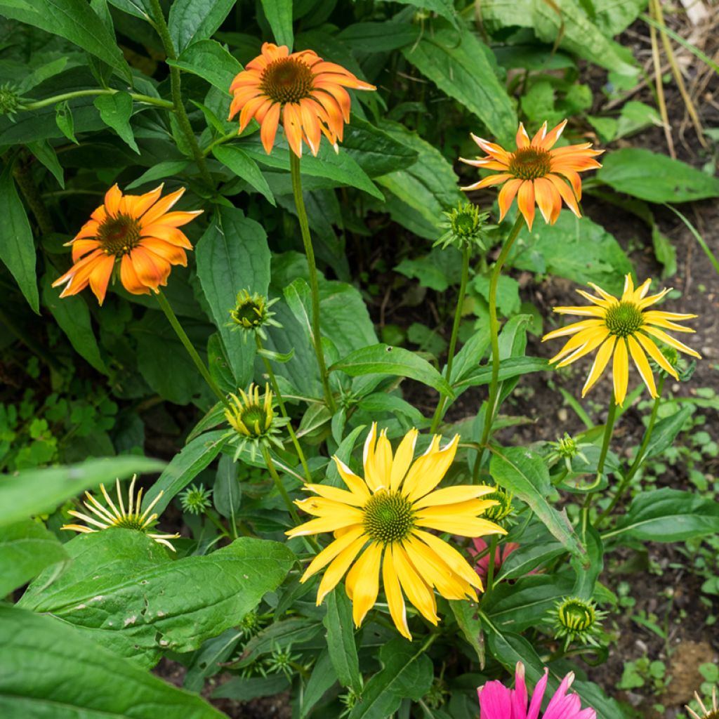 Echinacea purpurea Cheyenne Spirit - Purple Coneflower