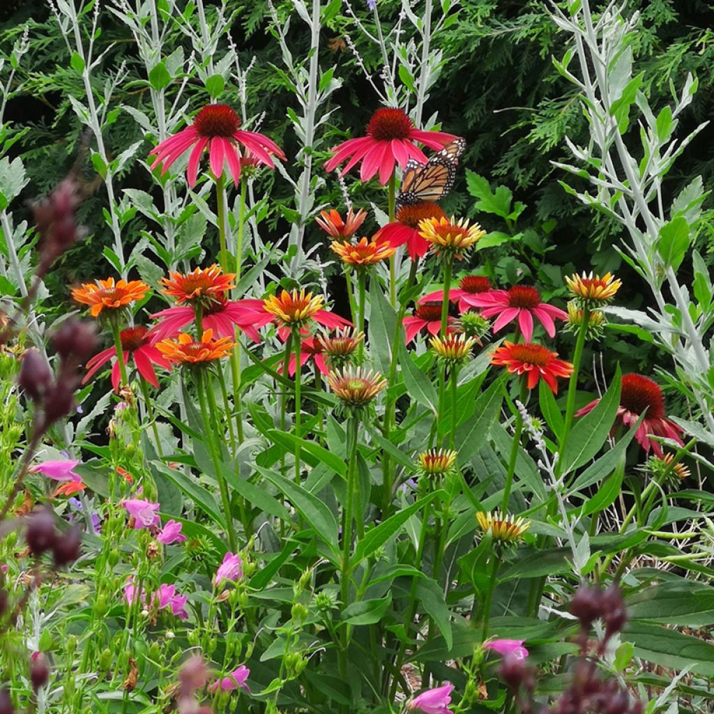 Echinacea purpurea Cheyenne Spirit - Purple Coneflower