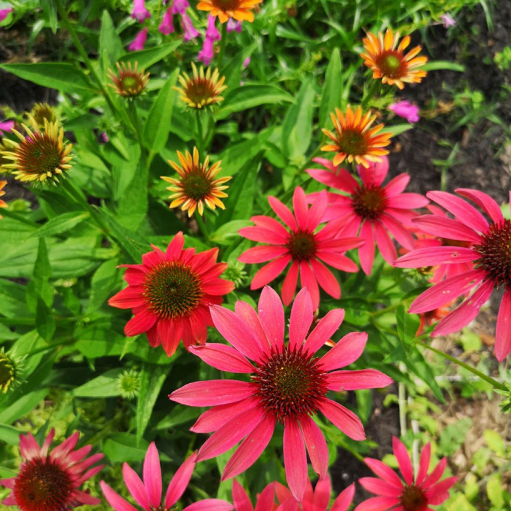 Echinacea purpurea Cheyenne Spirit - Purple Coneflower