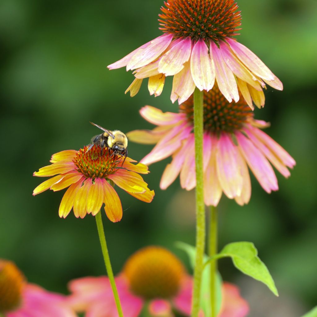 Echinacea purpurea Cheyenne Spirit - Purple Coneflower