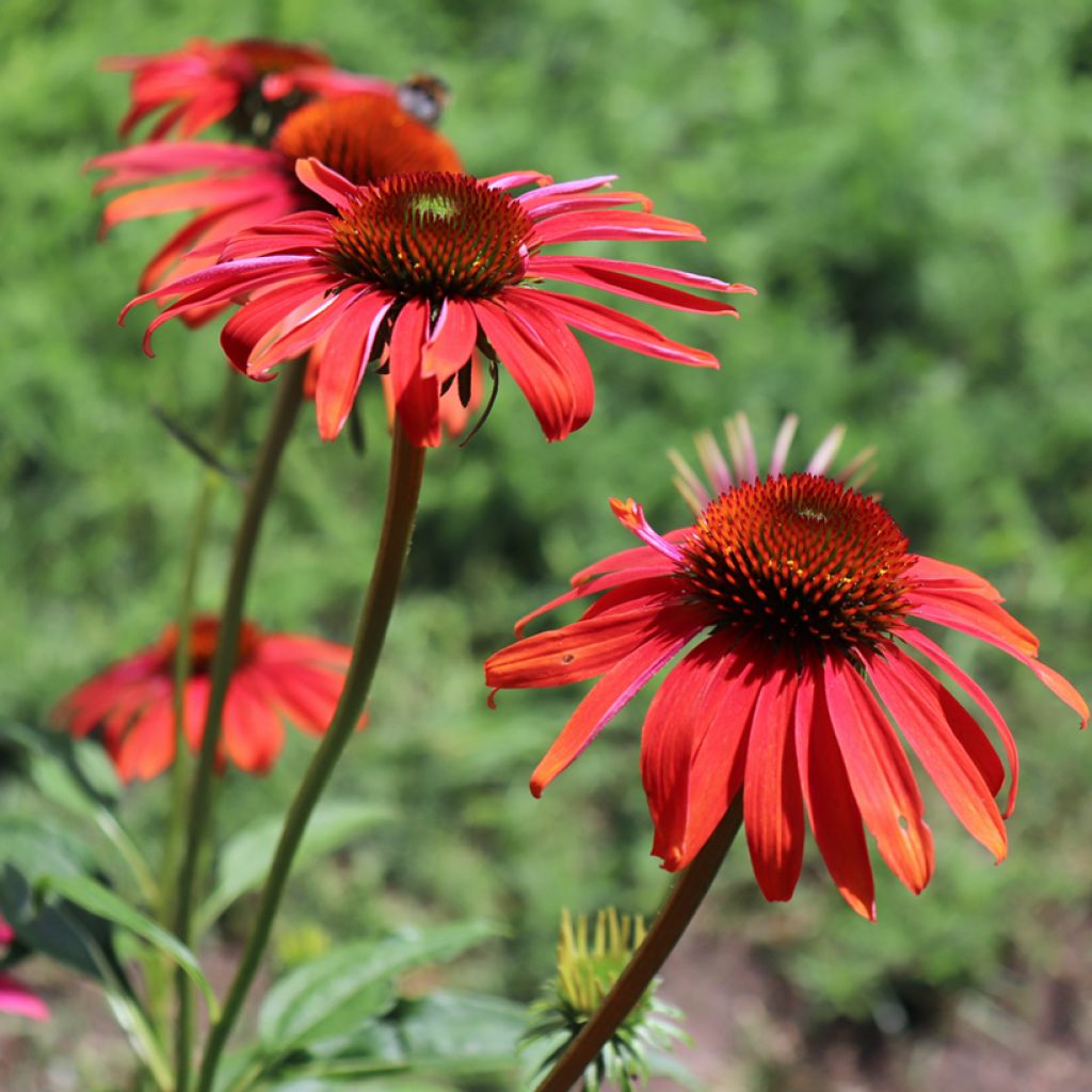 Echinacea purpurea Cheyenne Spirit - Purple Coneflower