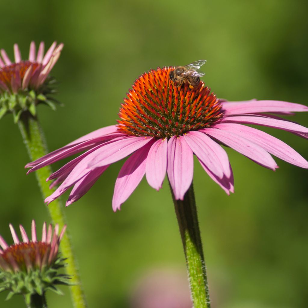 Echinacea purpurea Cheyenne Spirit - Purple Coneflower