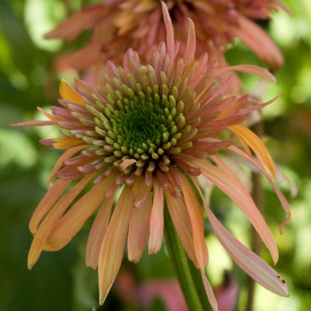Echinacea purpurea Cranberry Cupcake - Purple Coneflower