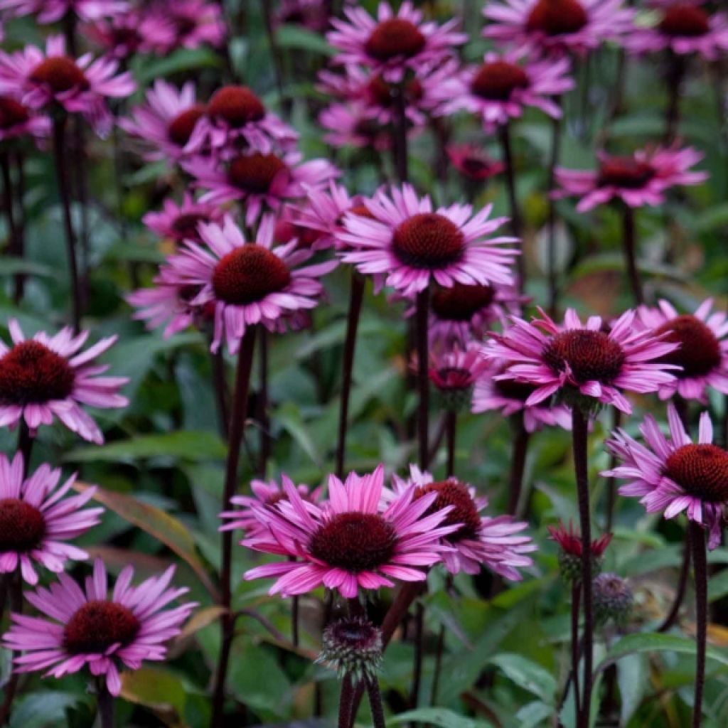 Echinacea purpurea Fatal Attraction - Purple Coneflower
