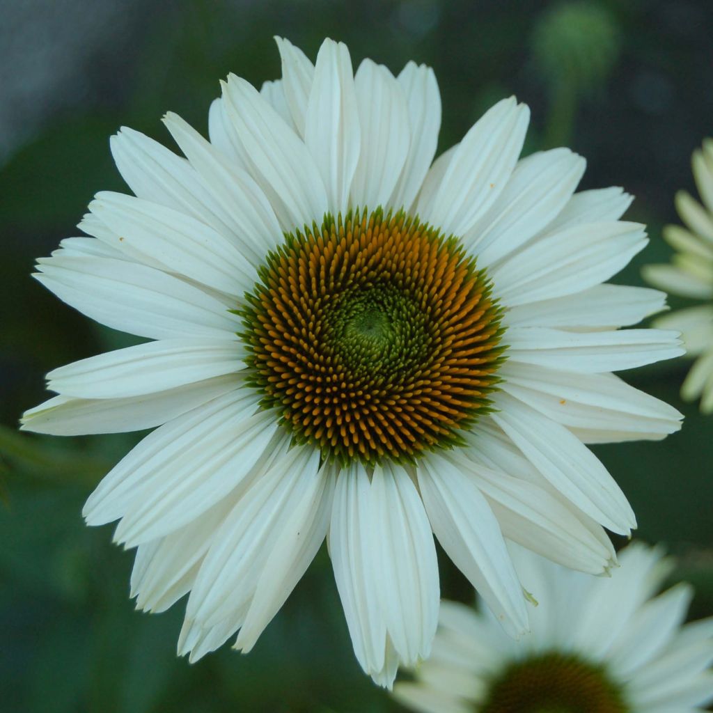 Echinacea purpurea Fragrant Angel - Purple Coneflower