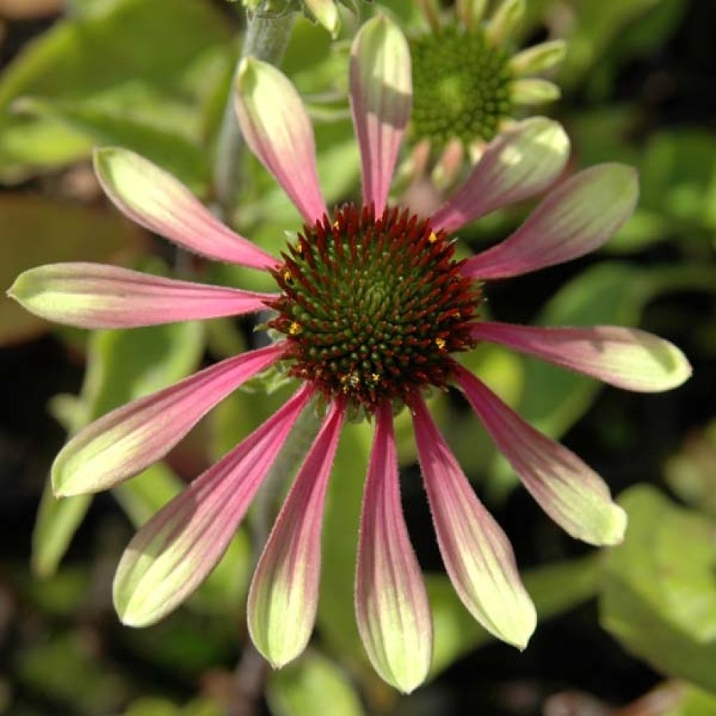 Echinacea purpurea Green Envy - Purple Coneflower