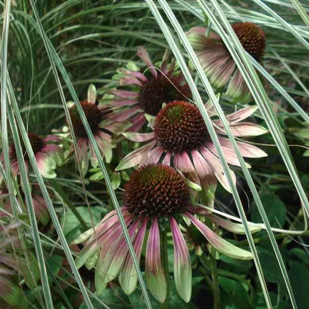 Echinacea purpurea Green Envy - Purple Coneflower
