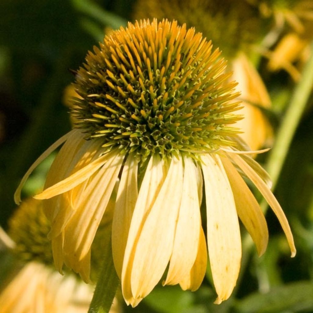 Echinacea purpurea Harvest Moon - Purple Coneflower