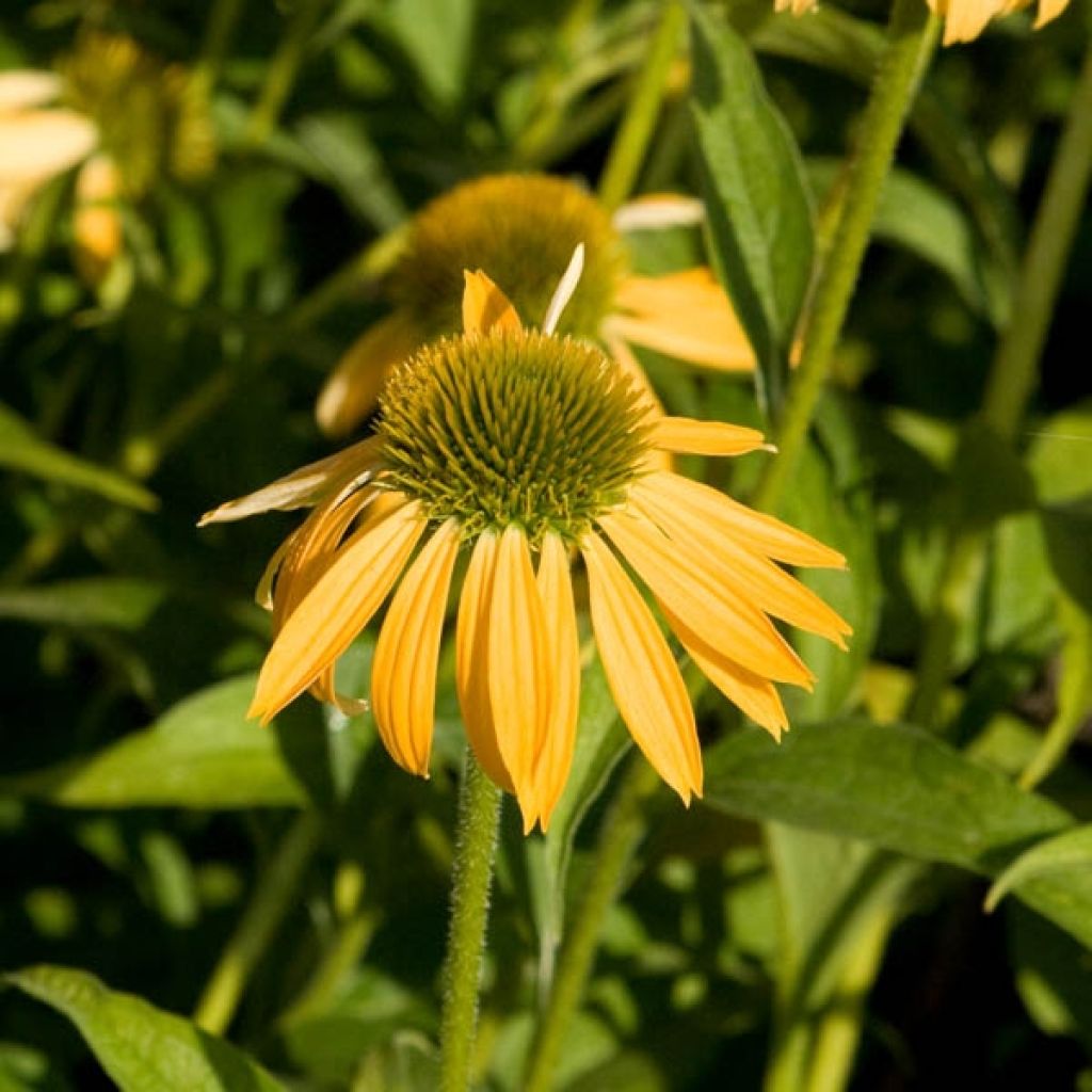 Echinacea purpurea Harvest Moon - Purple Coneflower