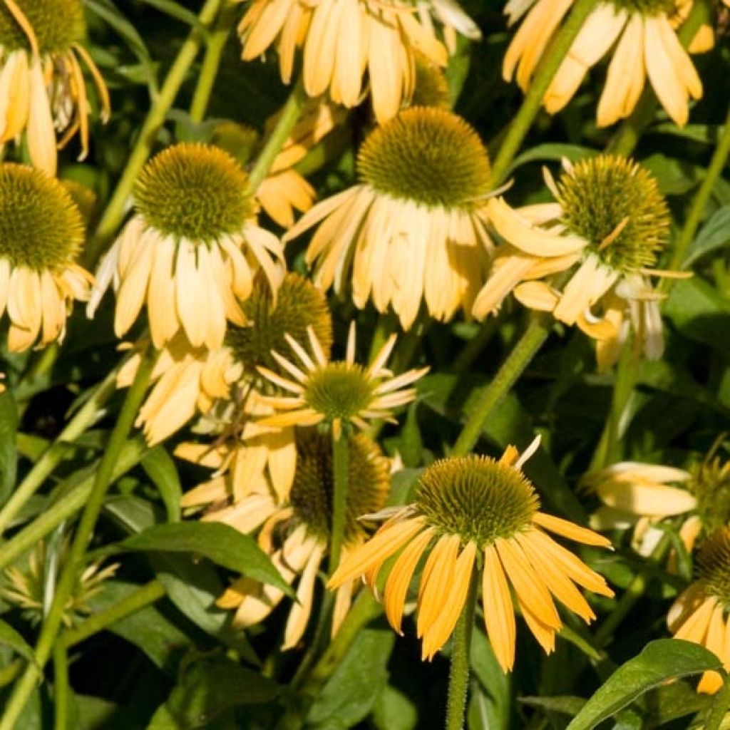 Echinacea purpurea Harvest Moon - Purple Coneflower