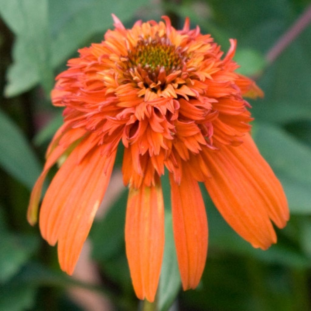 Echinacea purpurea Hot Papaya - Purple Coneflower