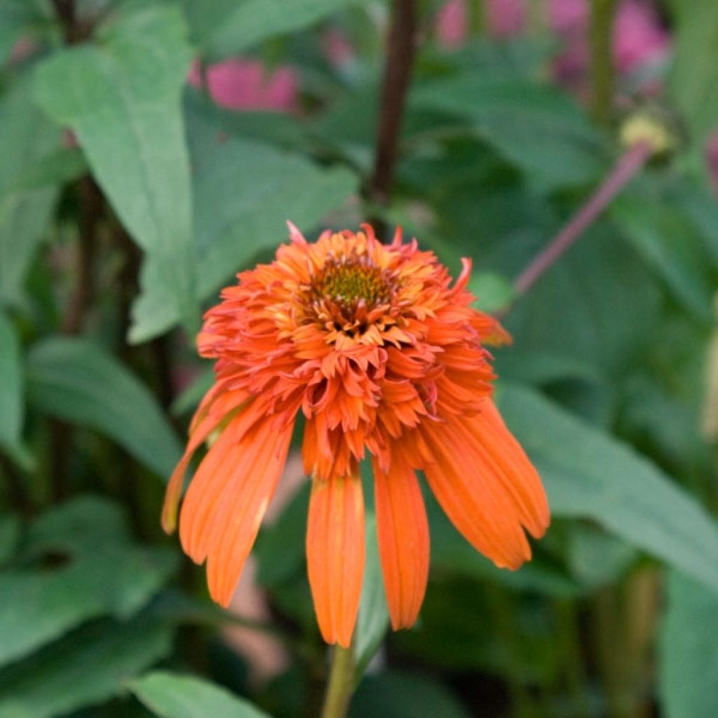 Echinacea purpurea Hot Papaya - Purple Coneflower