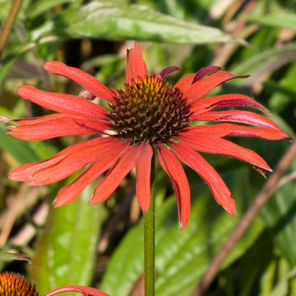 Echinacea purpurea Hot Summer - Purple Coneflower