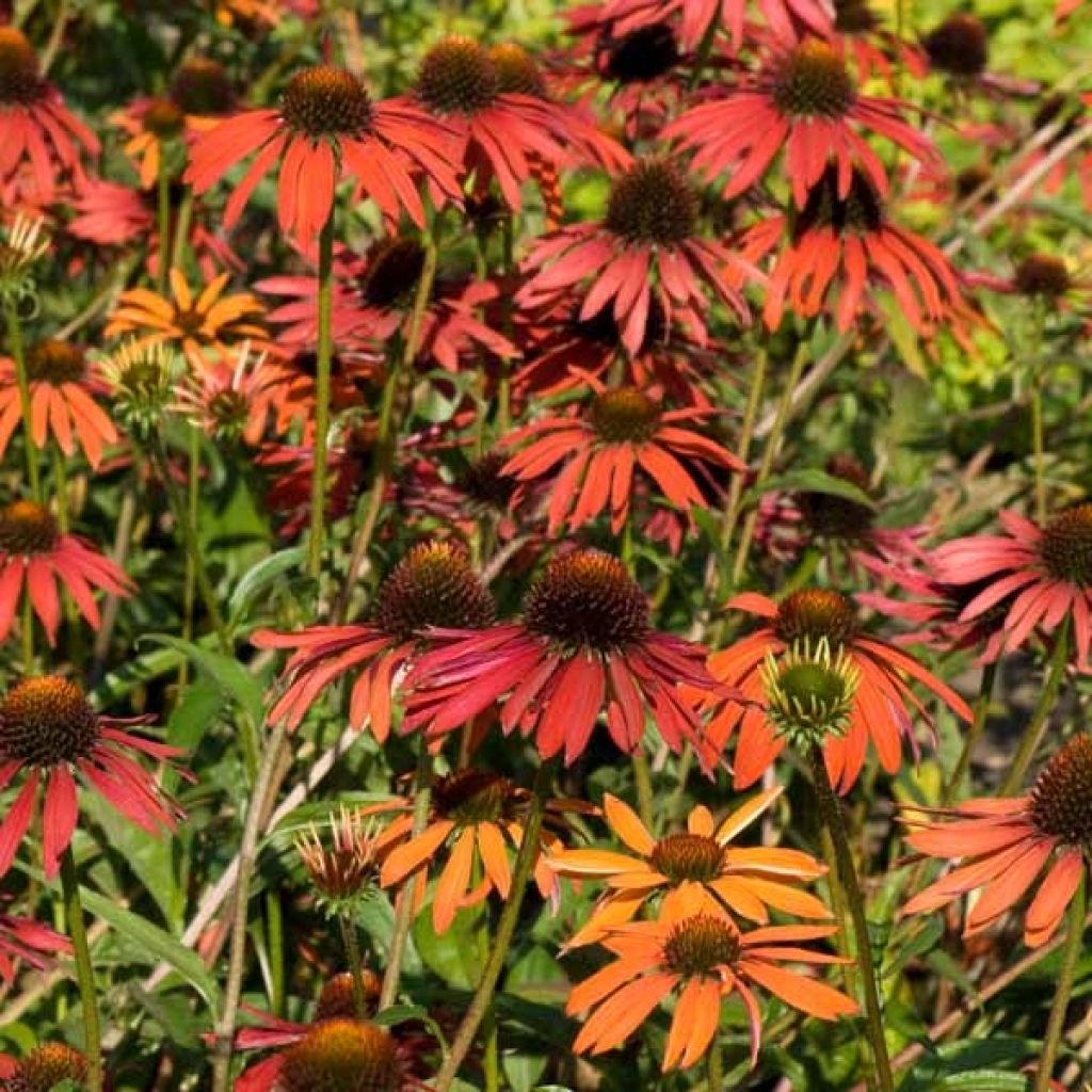 Echinacea purpurea Hot Summer - Purple Coneflower