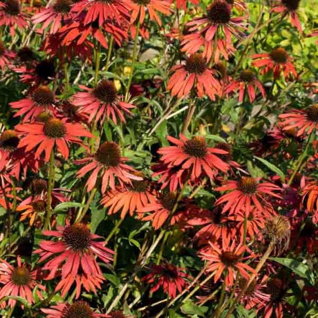 Echinacea purpurea Hot Summer - Purple Coneflower