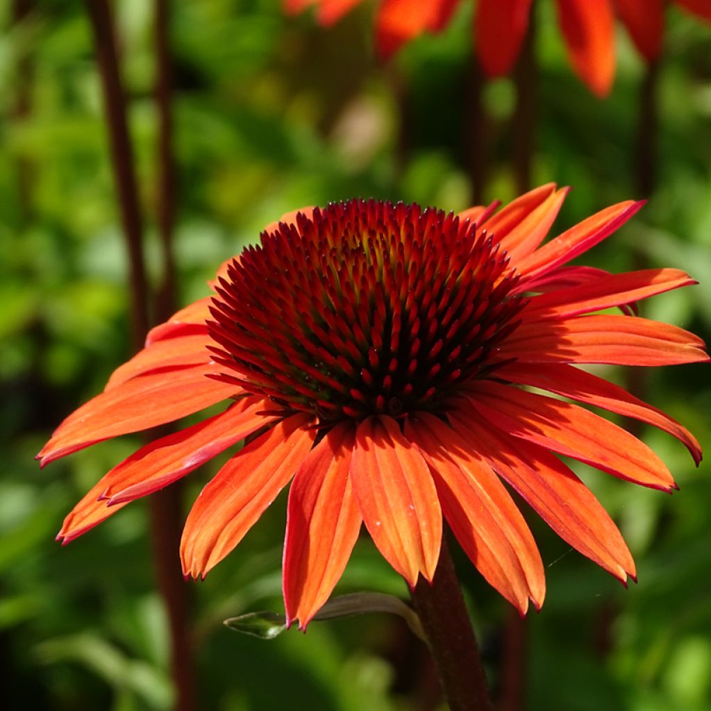 Echinacea purpurea Hot Summer - Purple Coneflower