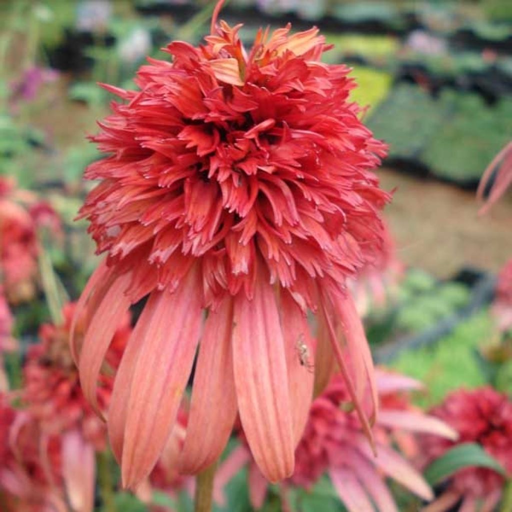 Echinacea purpurea Irresistible - Purple Coneflower
