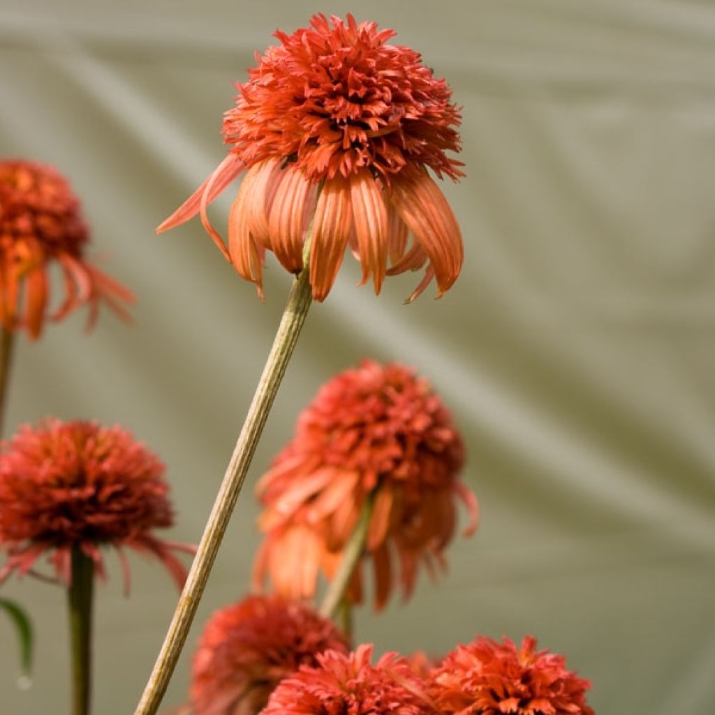 Echinacea purpurea Irresistible - Purple Coneflower